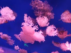 -芜湖新华联大白鲸海洋公园