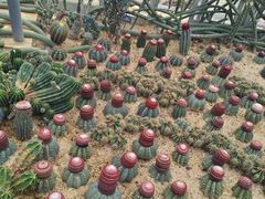 -深圳仙湖植物园