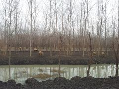 -溱湖国家湿地公园