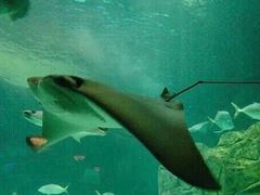 -瑞普利水族馆