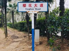 -武汉大学-樱园