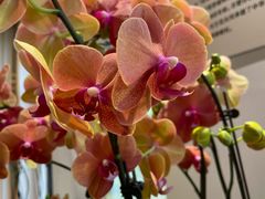 -广州神农草堂中医药博物馆