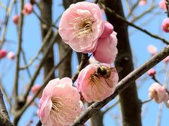 -洋湖国家湿地公园