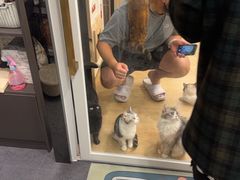 -有喵·猫咖·狗咖·30几只猫10只小狗(岗厦店)