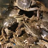 生猛海鲜，品种繁多，梅西出马吃垮威尼斯自助