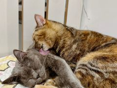 -是阿柴呀！柴犬咖啡·爱喵喵猫咖