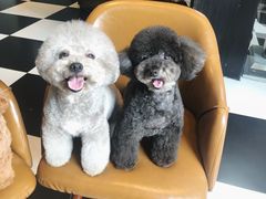 -Oh My Dog宠物沙龙(伊珊娜皮毛护理店)