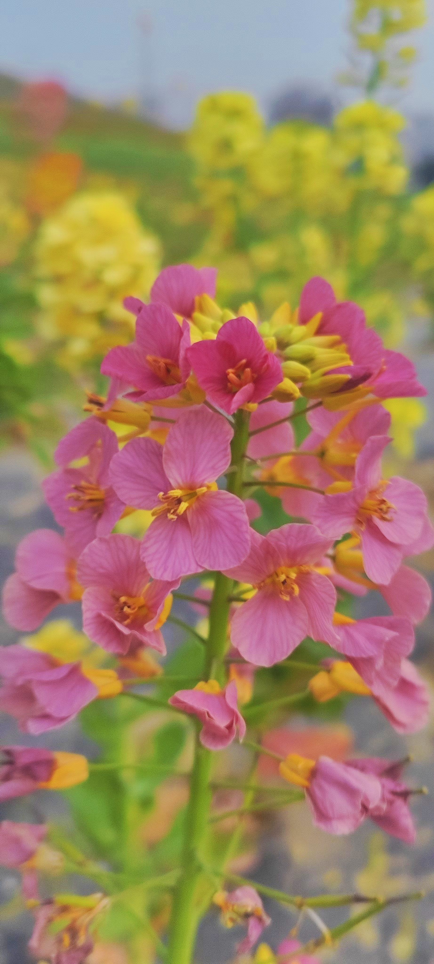 油菜花是什么样子的,是什么颜色的(油菜花长什么颜色) 油菜花是什么样子的,是什么颜色的(油菜花长什么颜色)