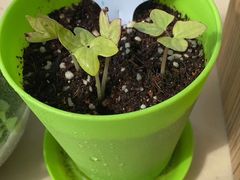 -斯坦星球AI编程·机器人科创·科学实验·信奥·思维·STEM·乐高·竞赛考级(长宁虹桥大融城荟聚中心)