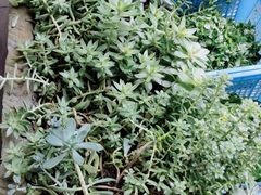 -华冠悠岚·庭院餐厅(青城后山店)