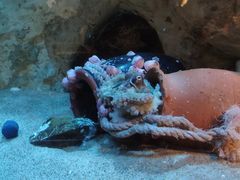 -西海国立公园九十九岛水族馆