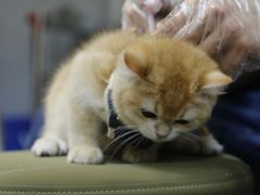-lincat·猫舍(广州店)