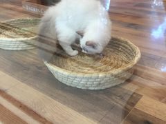 -袖虎·猫馆(体育西路店)
