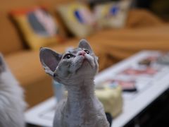 -美联众合动物医院·24h转诊中心