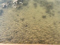 -芒洲湿地公园
