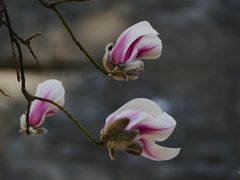 -东华门大街小区