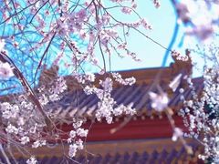 -桃花堤公园