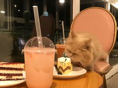 -有猫主题·治愈系猫咖(曾厝垵店)