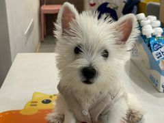 -伟伟宠物医院·CT影像中心·瑞派犬猫综合性门诊(汉口总院)