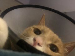 -伟伟宠物医院·瑞派猫友好医院·猫科(光谷店)