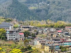 -桑洲油菜花景区