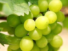 -马陆小张葡萄园农家乐