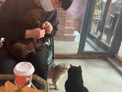 -喵屿·大理花园猫咖