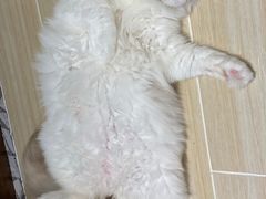 -momokira米努特·德文卷毛猫·棉花面纱犬