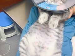 -安安宠医宠物医院·异宠·犬猫内科(岳阳分院)