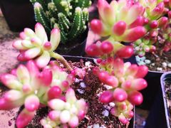 -三旗百汇商品城