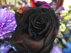 -植物学家的女儿(北马道巷店)