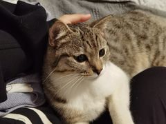 -芭比堂动物医院·24小时·眼科中心(深圳中心)