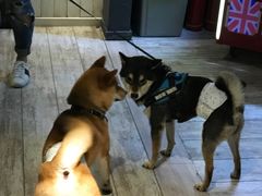 -百好乐宠物友好餐厅(朝外大街店)