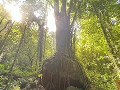 -莫里热带雨林景区