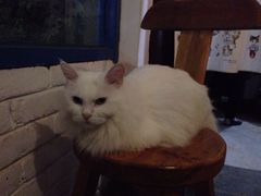 Anne猫窝咖啡屋-Anne猫窝咖啡屋