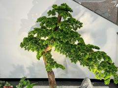 -大鸿运酒店·苏州菜·松鼠桂鱼(观前街店)