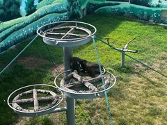 -西霞口神雕山野生动物世界