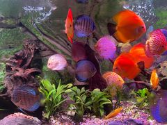 -上海海洋水族馆