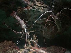 -暹罗海洋世界