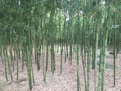 -同里国家湿地公园