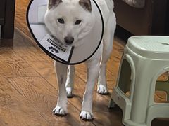 -柏萃动物医院·骨科·牙科