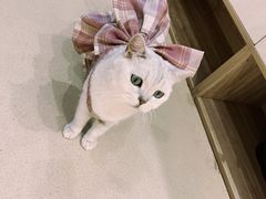 -藏猫猫咖啡主题馆(中央大道店)