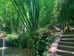 -蜀南竹海景区