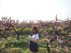-南汇桃花村