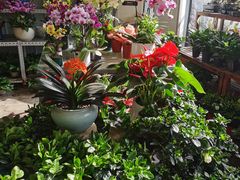 -金科花卉市场