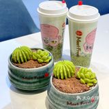 快来鲜芋仙吃多肉新品啦[吐]不会长肉肉的甜品