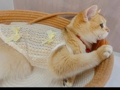 -lincat·猫舍(广州店)