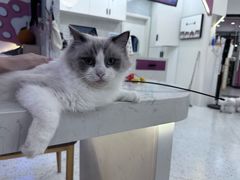 -喵园·猫主题咖啡厅·撸猫·猫咖(国贸店)