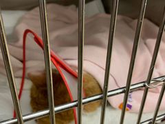 -瑞派·关忠动物医院·异宠专科·犬猫肿瘤·皮肤专科(望京店)