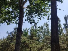 -大兴滨河森林公园